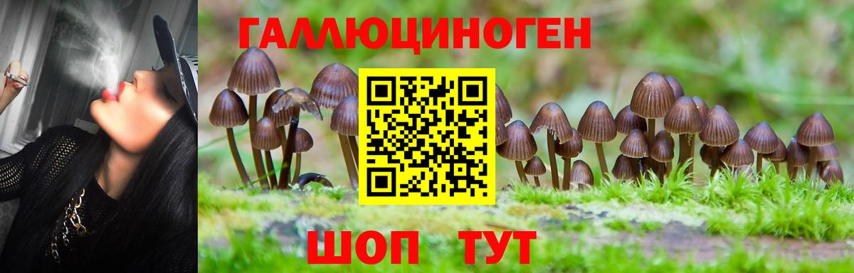 Шатура  Псилоцибиновые грибы Psilocybine cubensis  Вход с VPN 